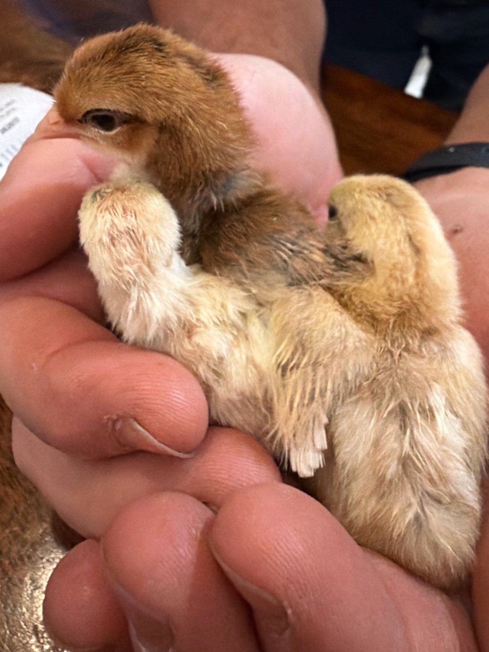 3 cotton swiffer pads